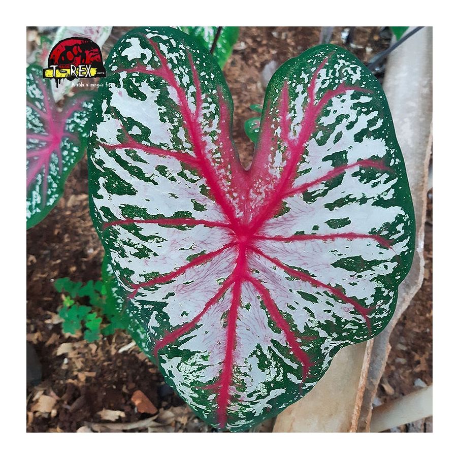 comprar muda de caladium