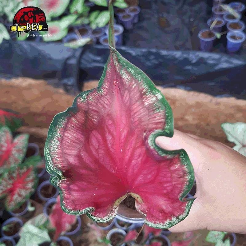 comprar muda de caladium