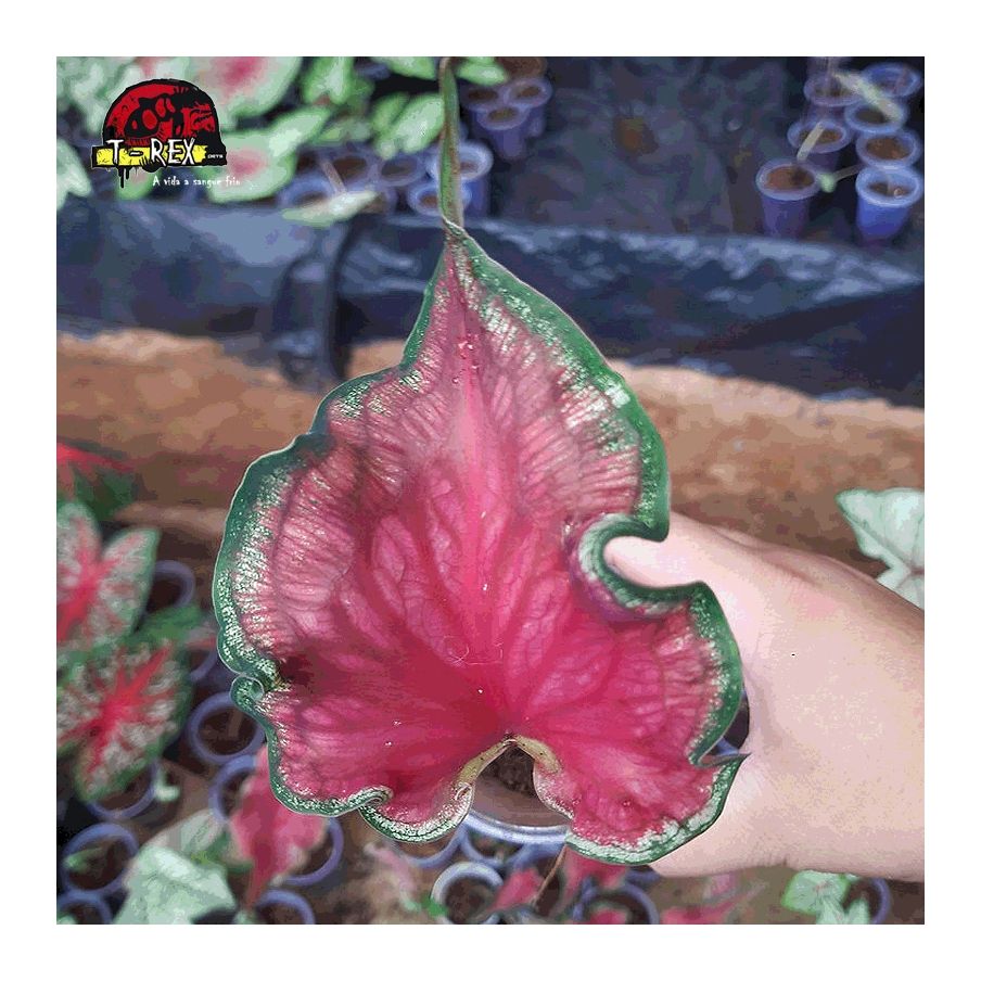 comprar muda de caladium