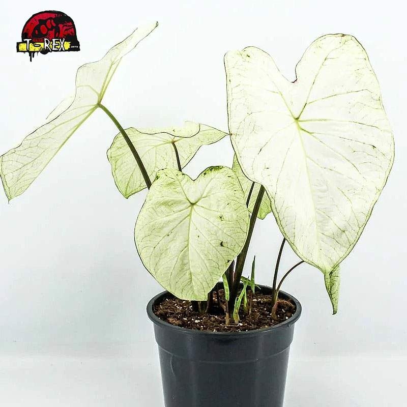 comprar muda caladium white