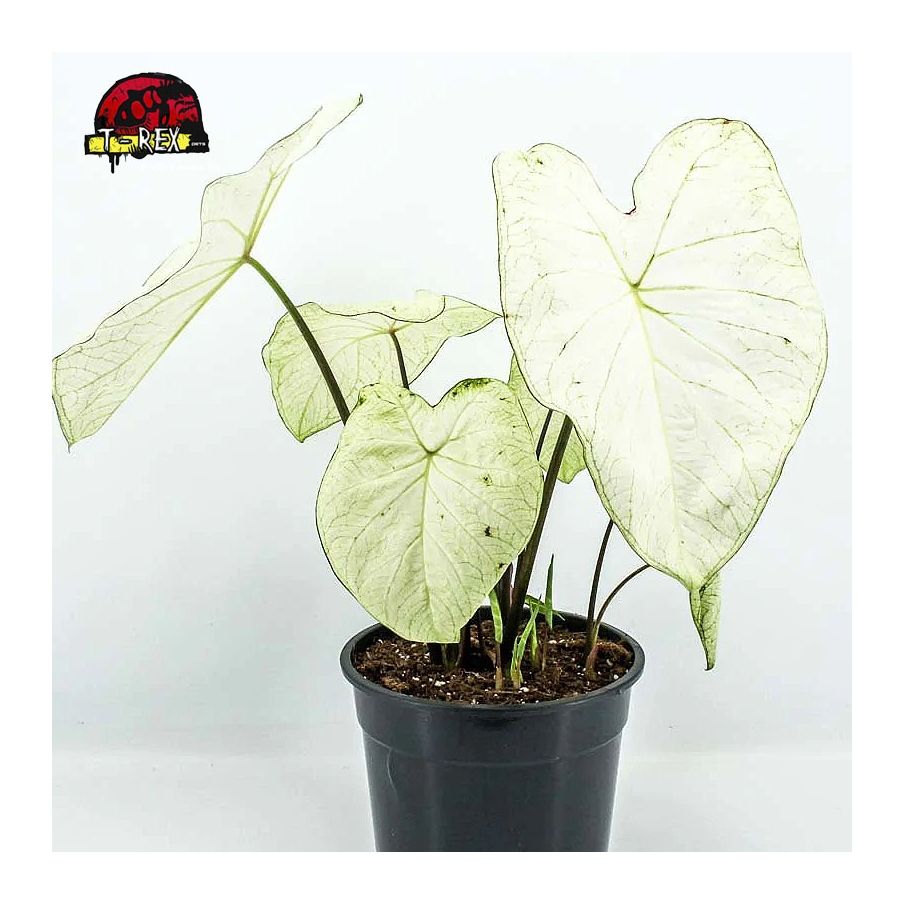 comprar muda caladium white