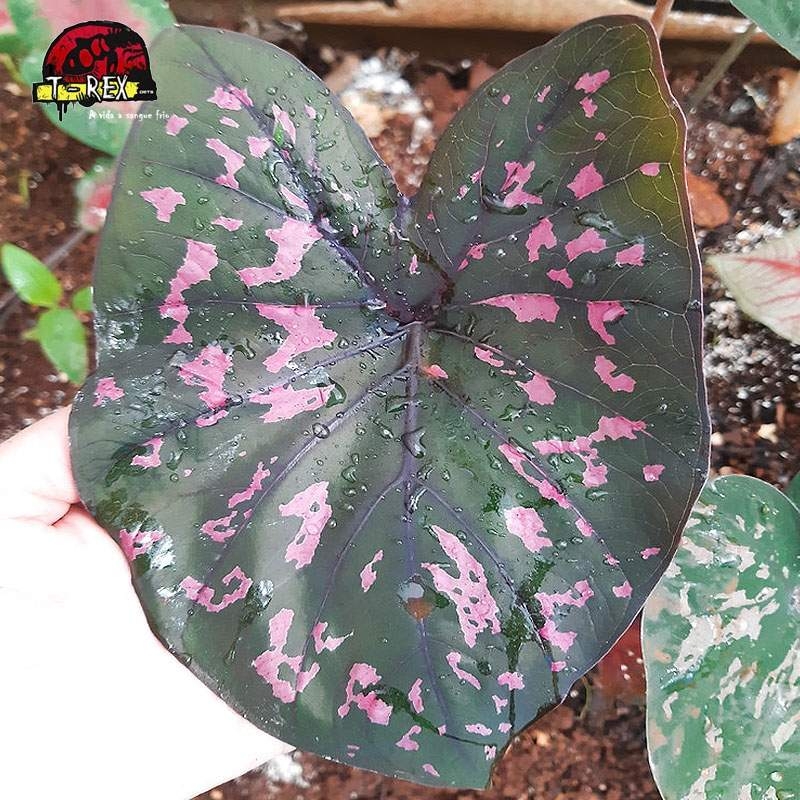 comprar planta caladium