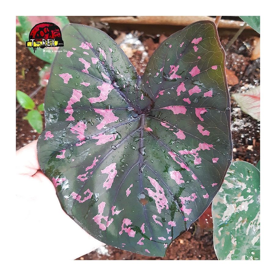 comprar planta caladium