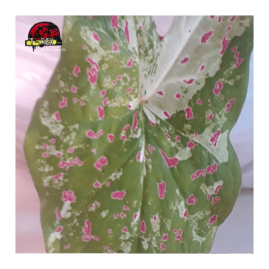 comprar muda de caladium