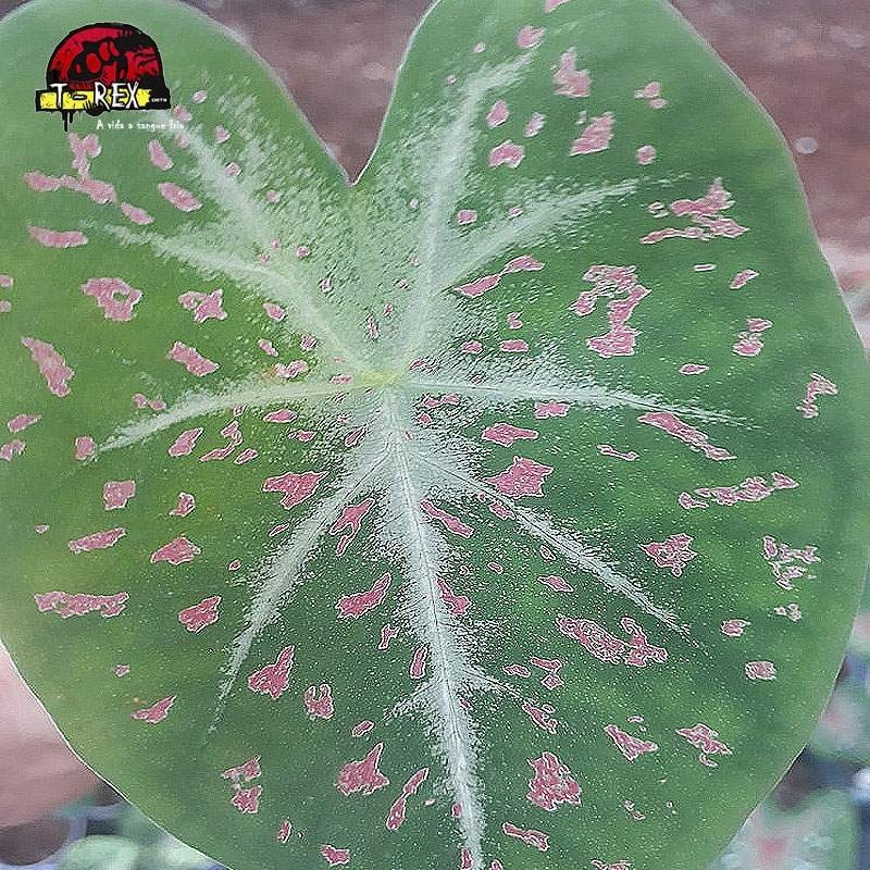 comprar muda de caladium