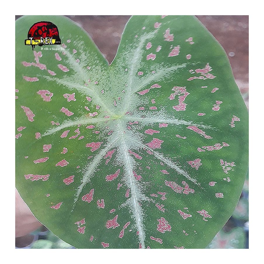 comprar muda de caladium