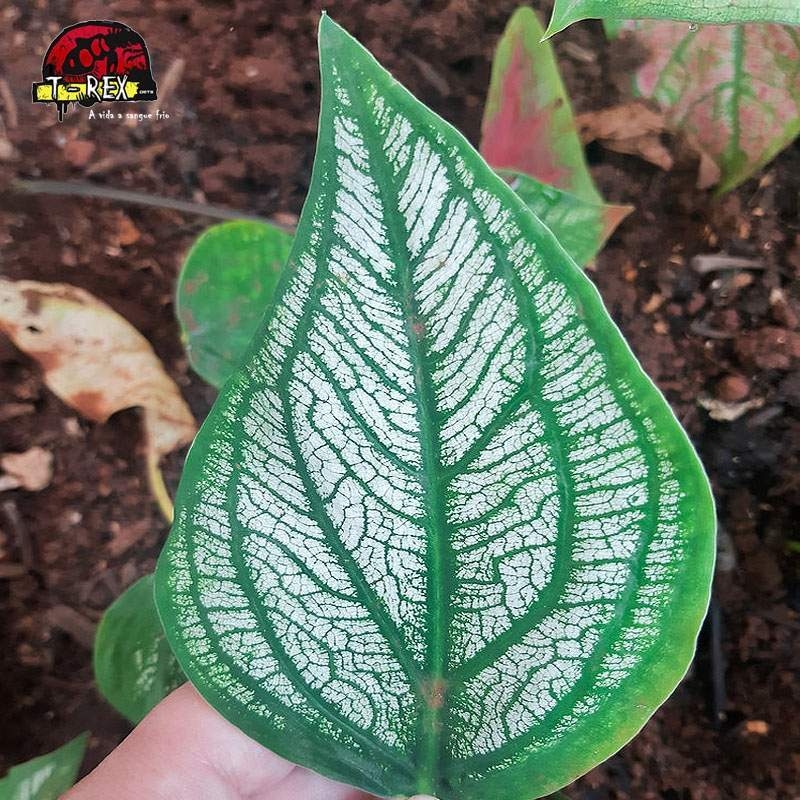 comprar muda de caladium