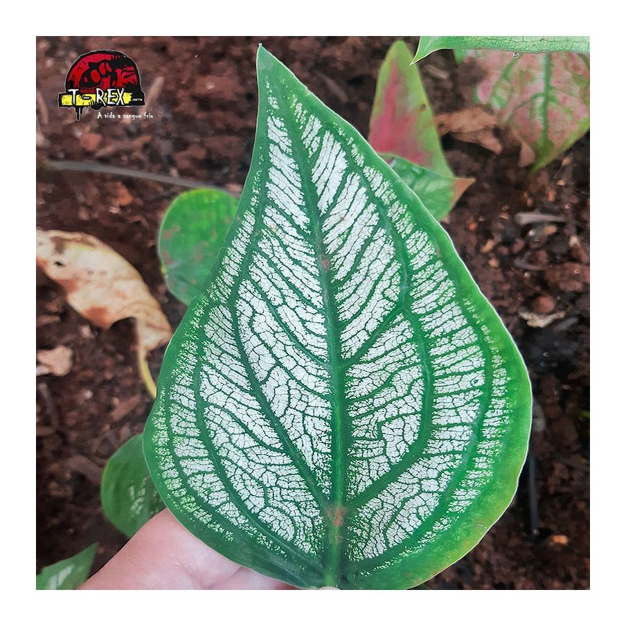 comprar muda de caladium