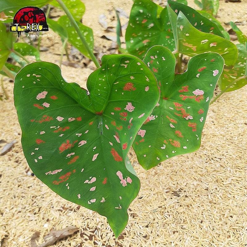 comprar muda de caladium