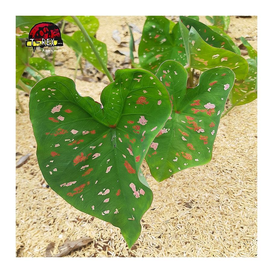 comprar muda de caladium