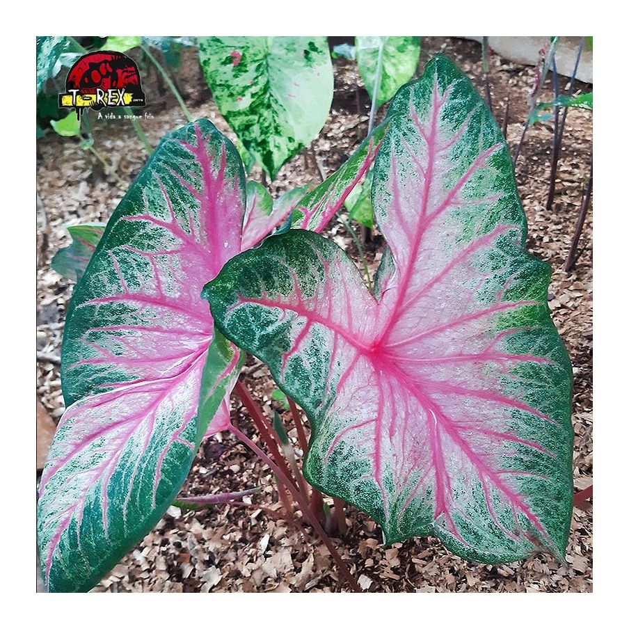 comprar muda de caladium