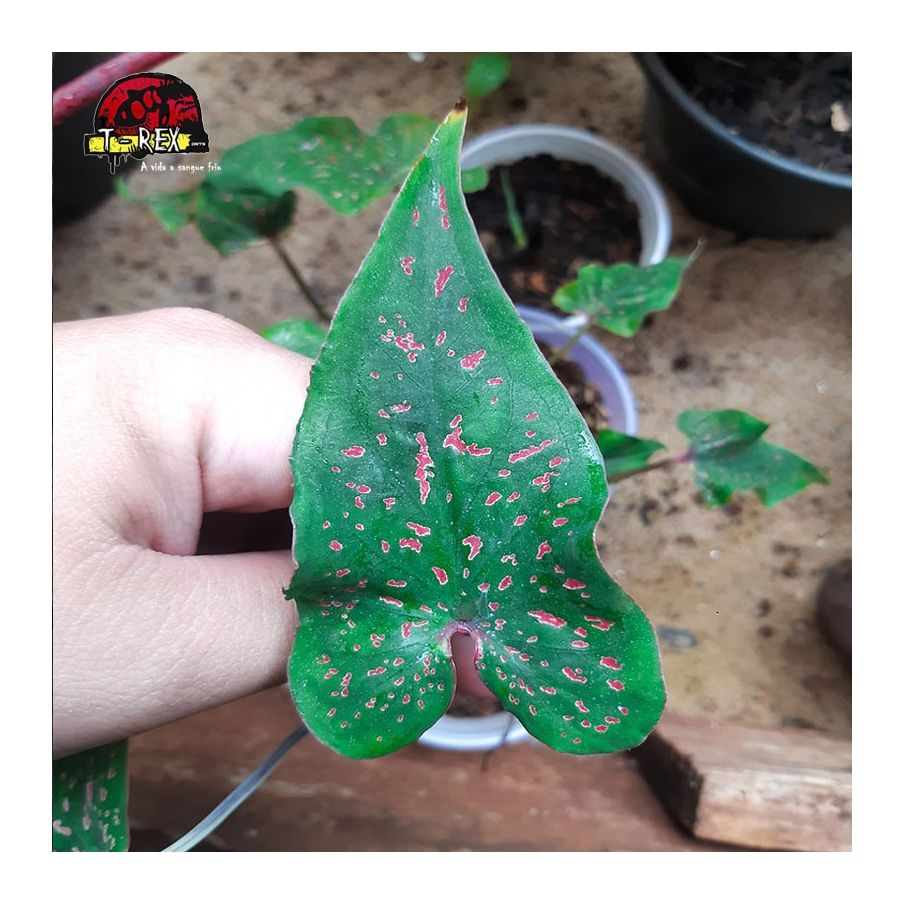 comprar muda de caladium