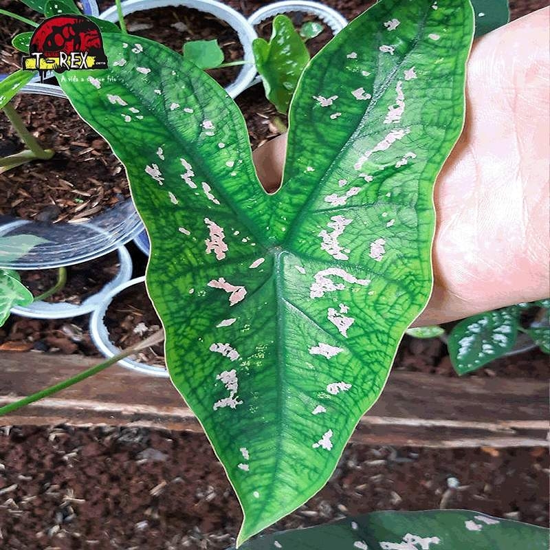 comprar muda de caladium