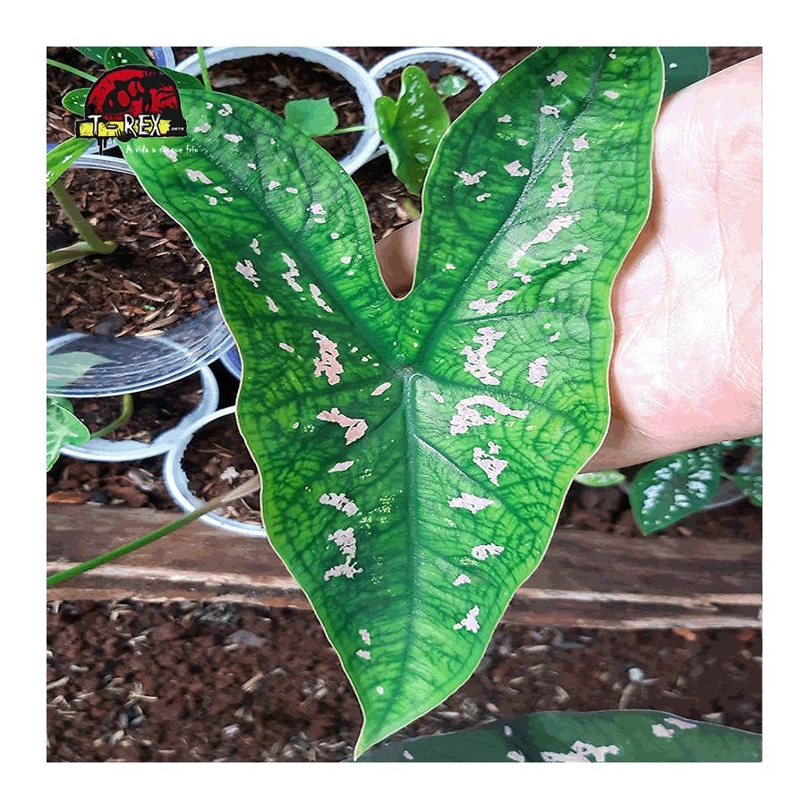 comprar muda de caladium