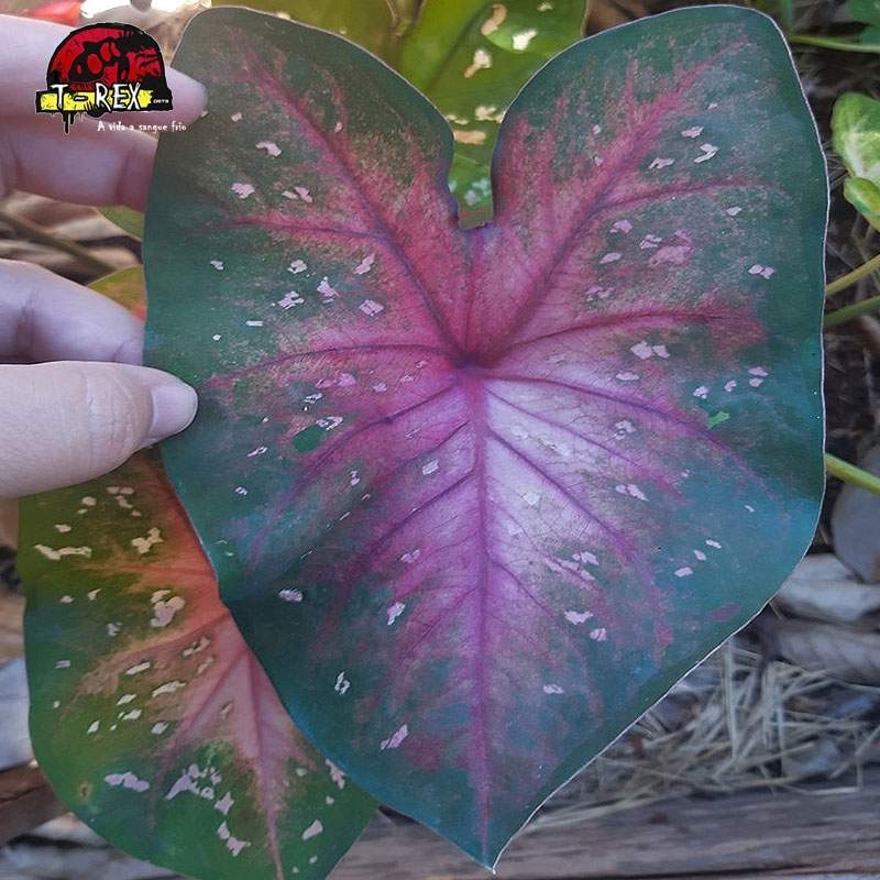 comprar muda de caladium