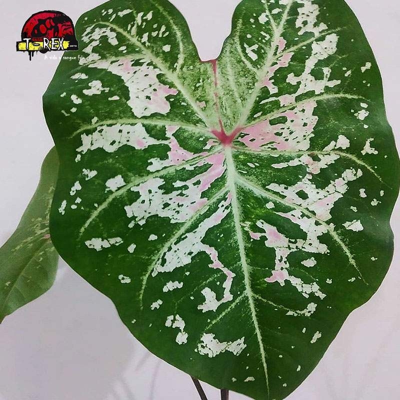 comprar muda de caladium