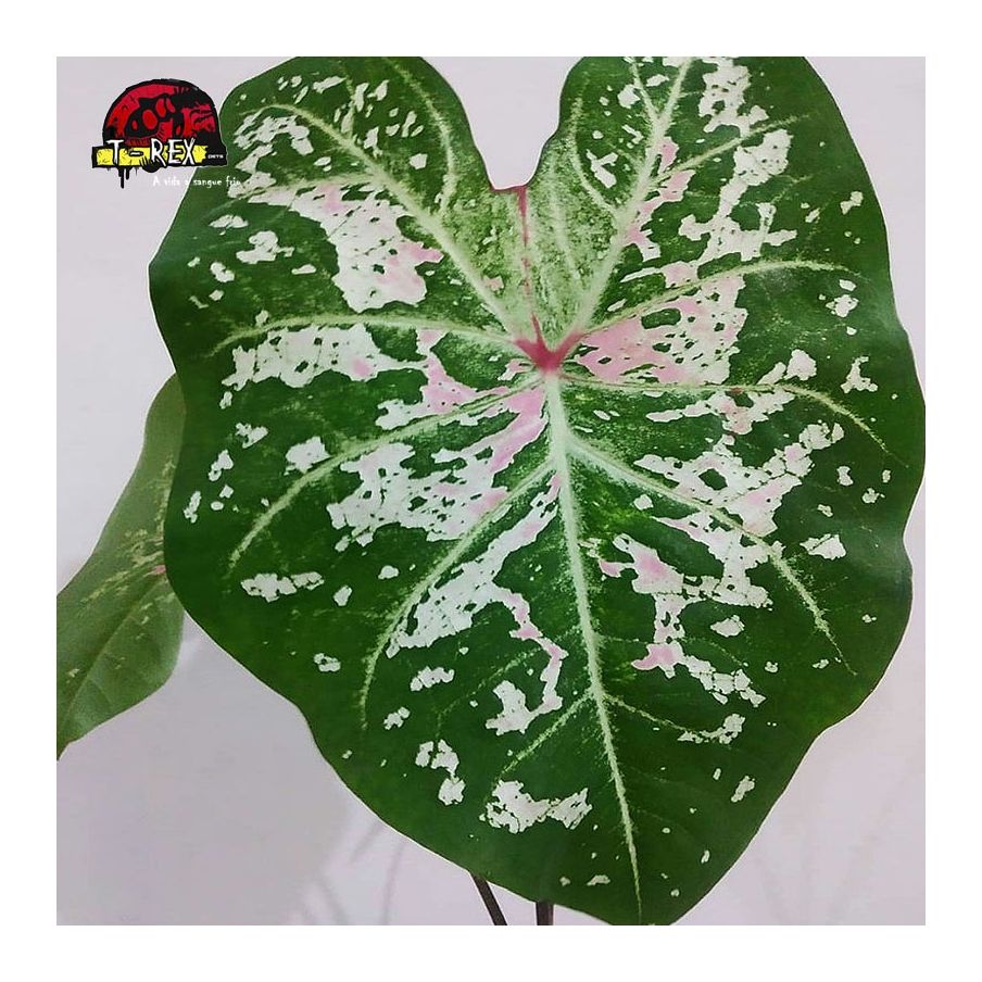 comprar muda de caladium