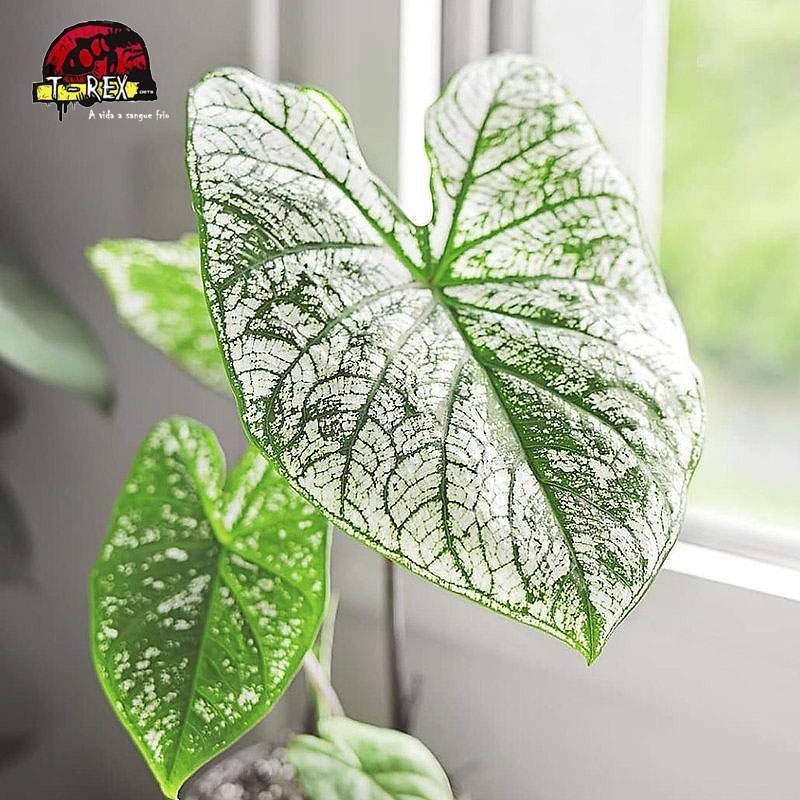 comprar muda de caladium