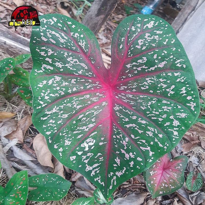 comprar muda de caladium