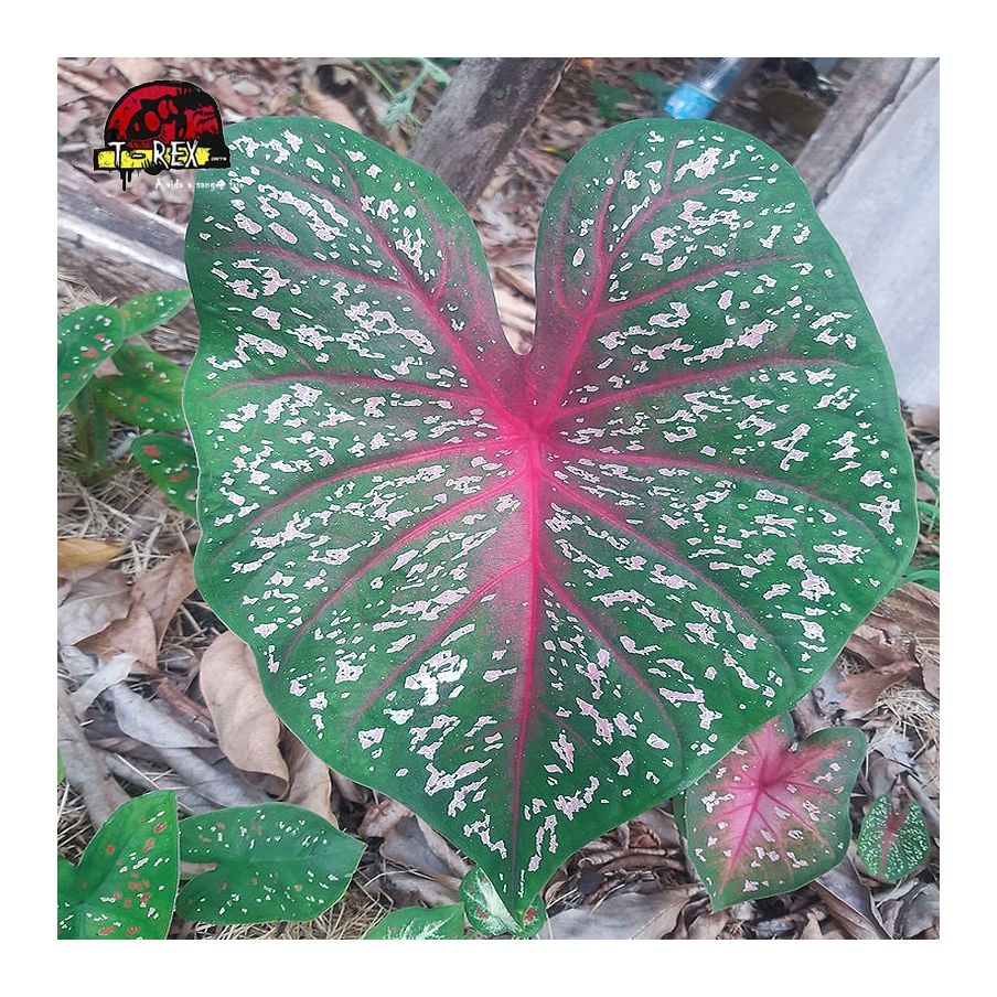 comprar muda de caladium