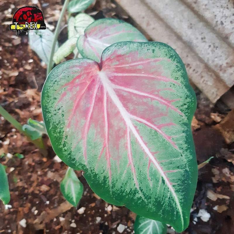 comprar muda de caladium