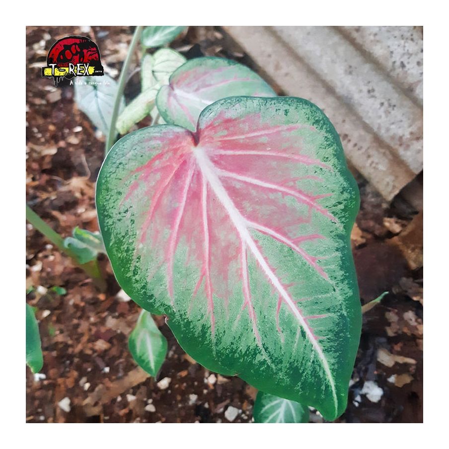 comprar muda de caladium