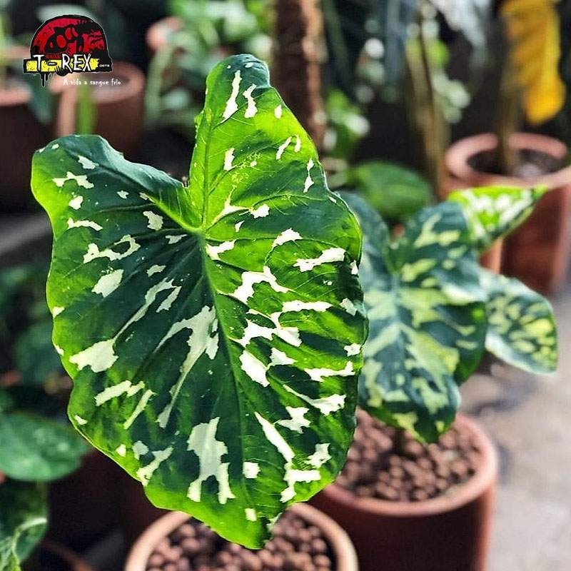 comprar muda de caladium