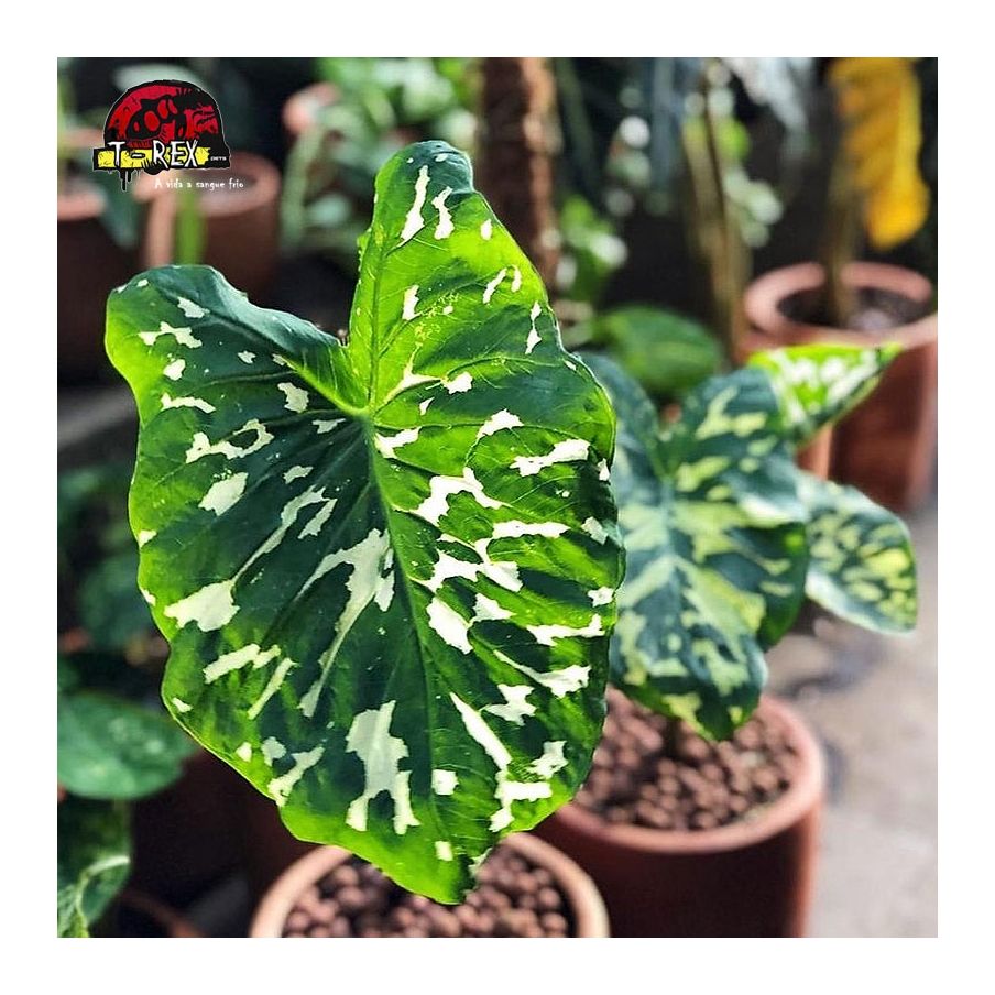 comprar muda de caladium