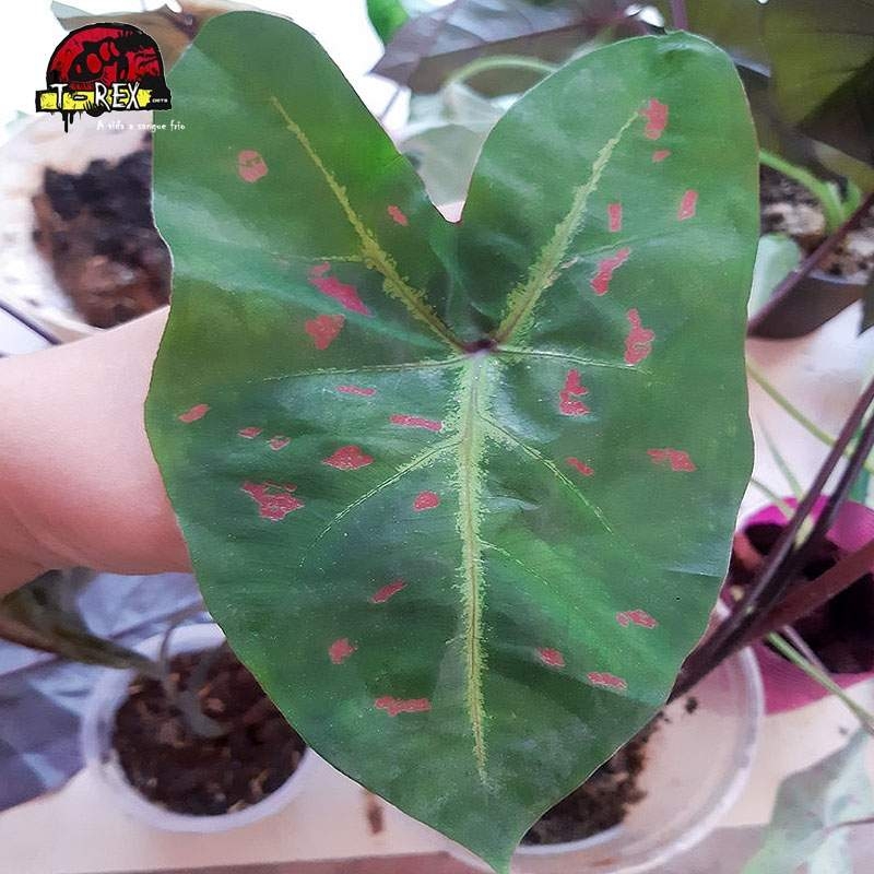 comprar muda de caladium