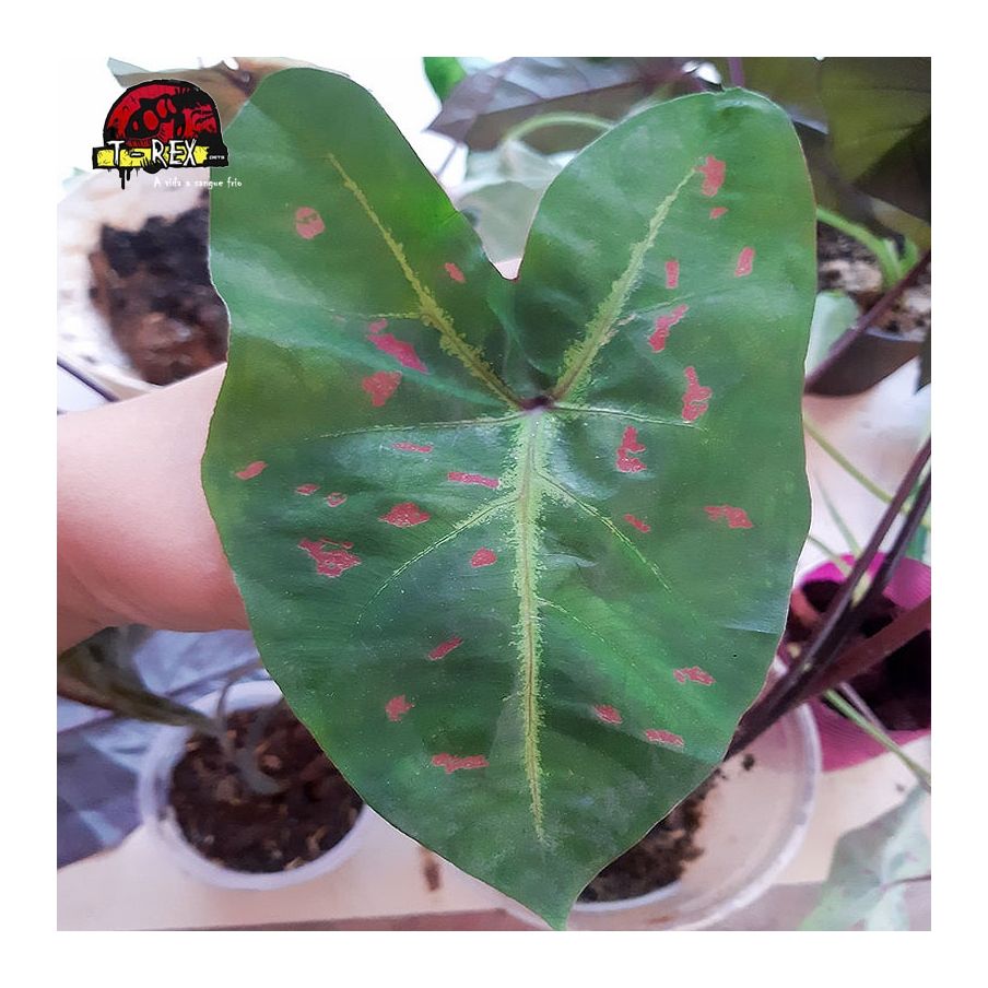 comprar muda de caladium