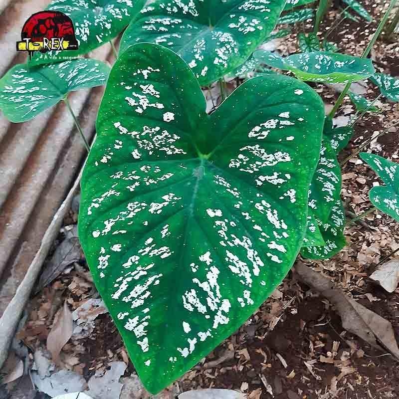 comprar muda de caladium