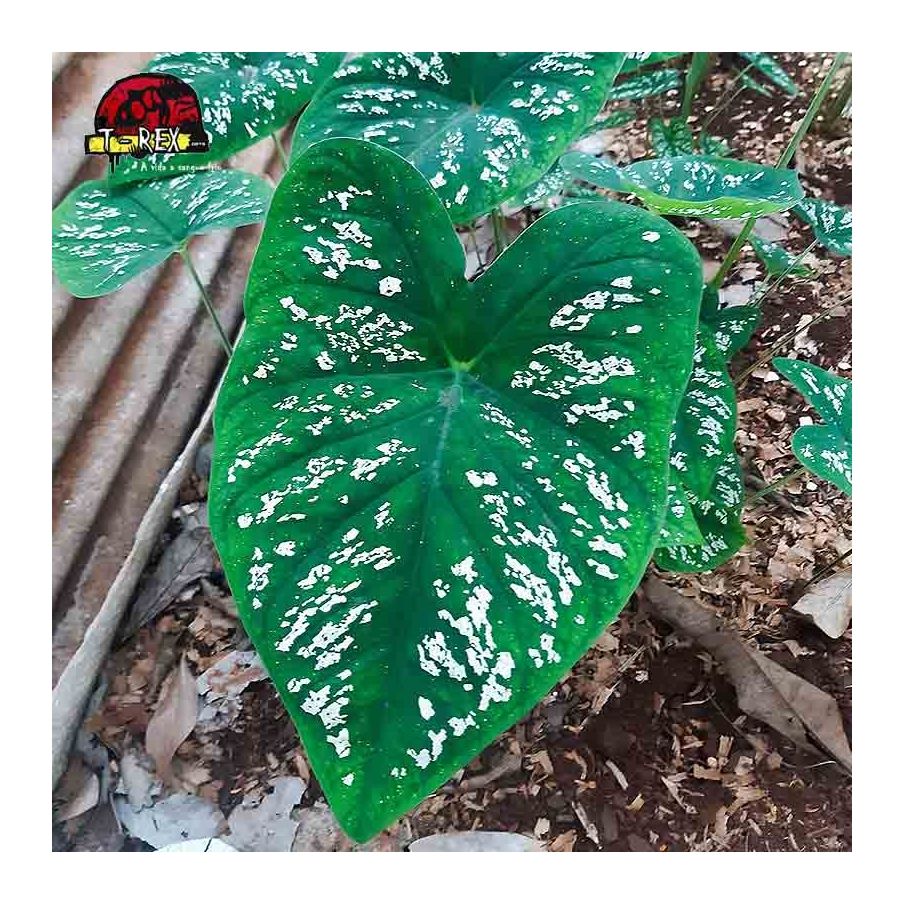 comprar muda de caladium