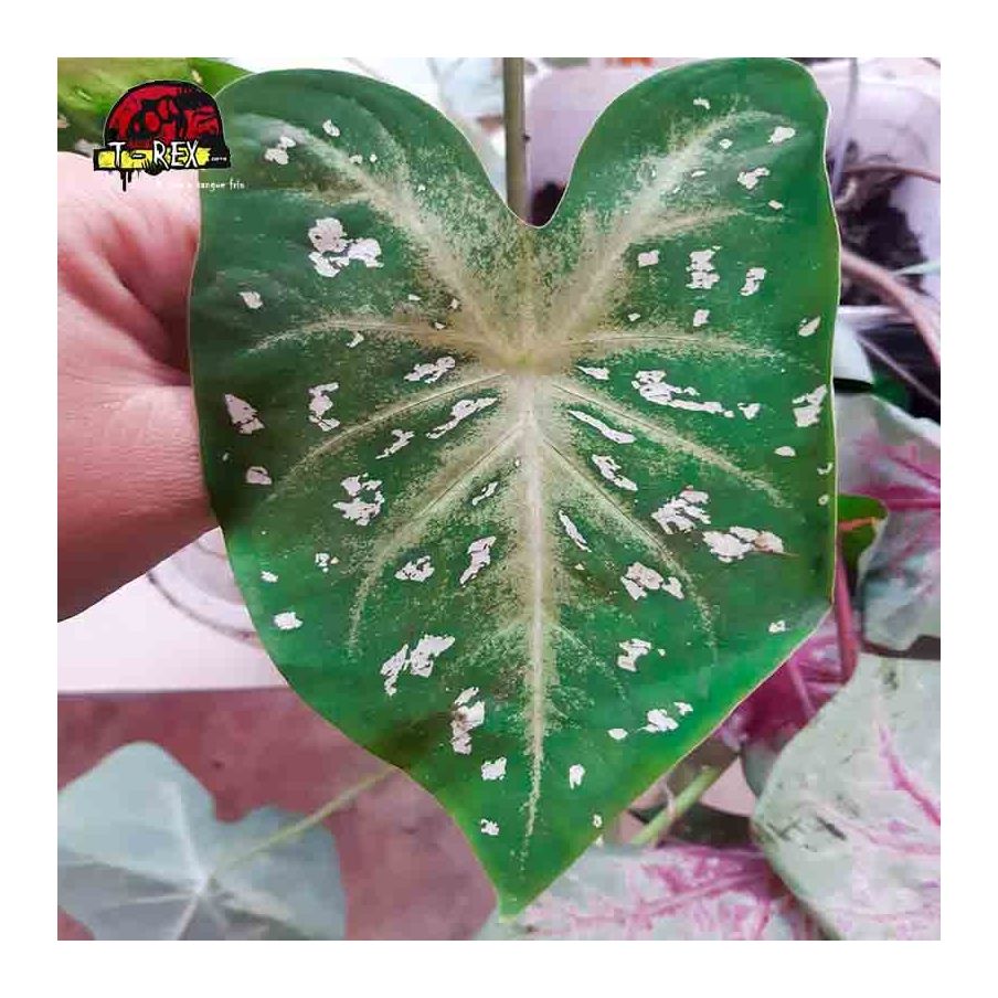 comprar  muda de caladium