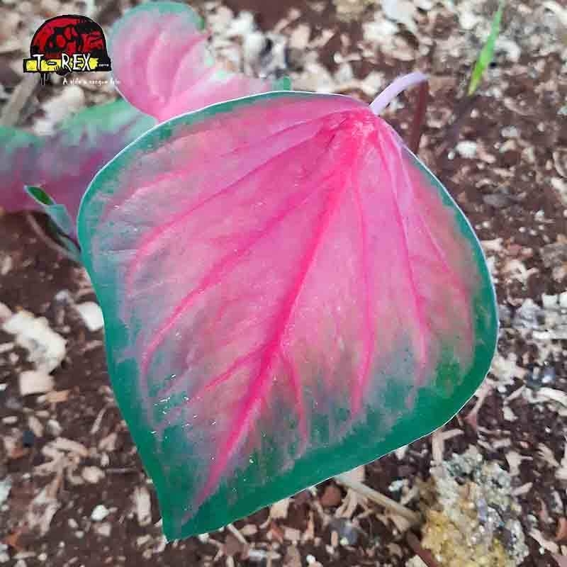 comprar muda de caladium