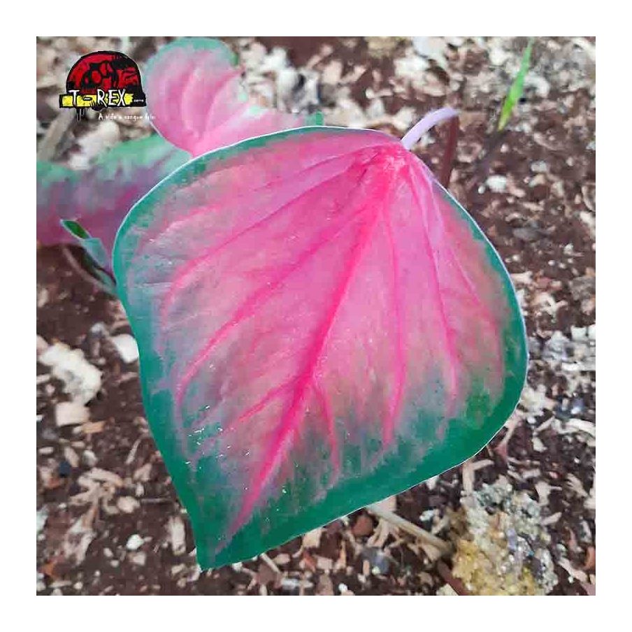 comprar muda de caladium