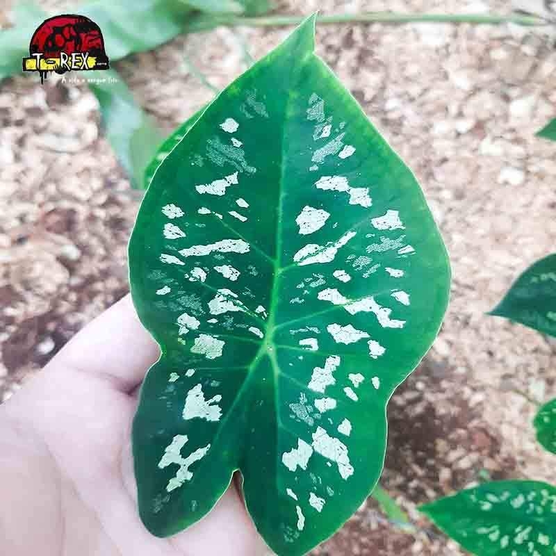 comprar muda de caladium