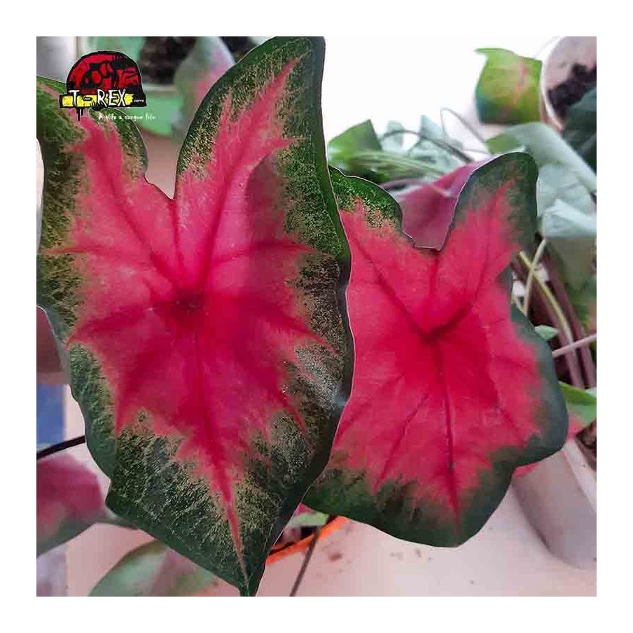 comprar muda de caladium