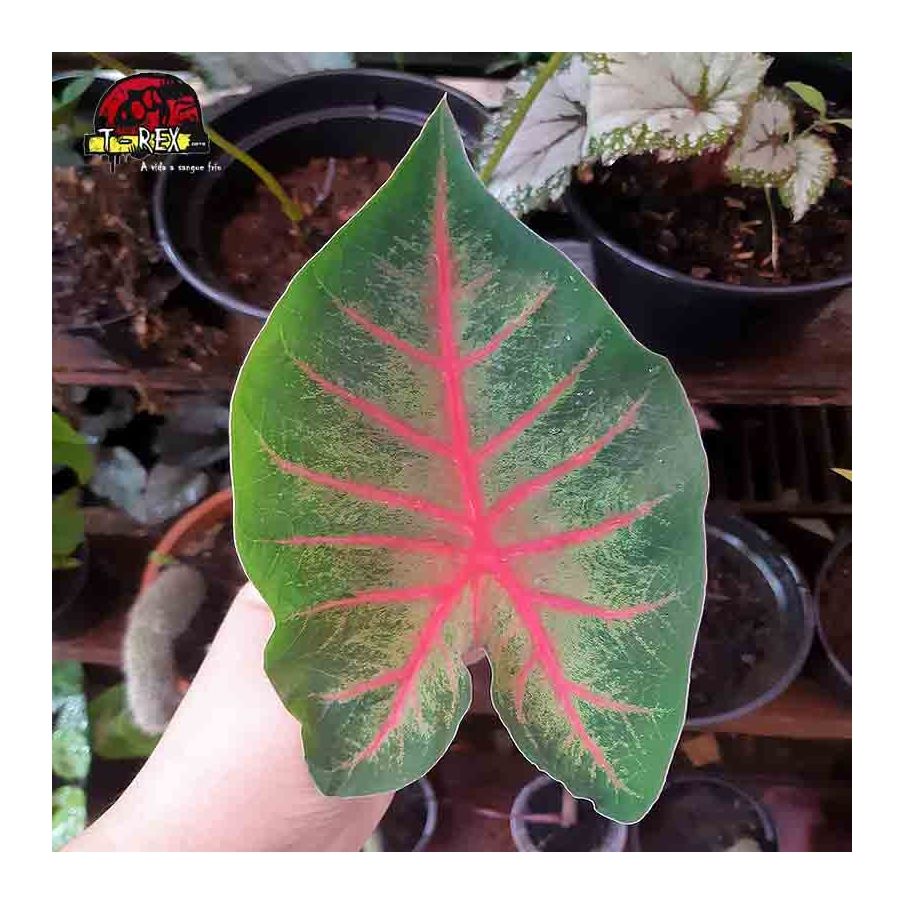 comprar muda de caladium