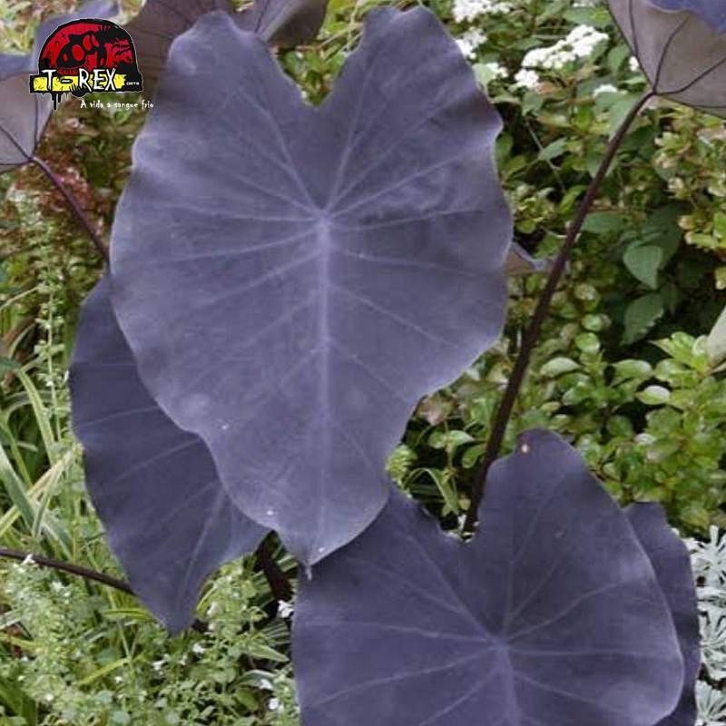 comprar muda de colocasia inhame