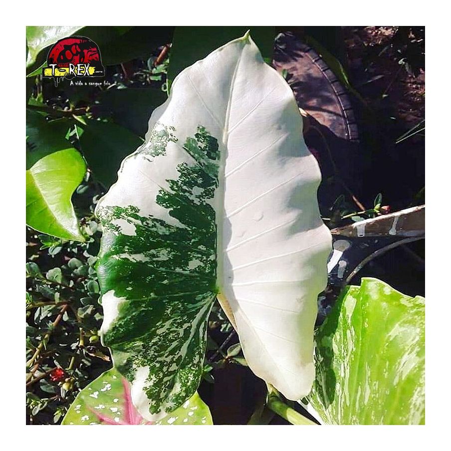 comprar muda de alocasia