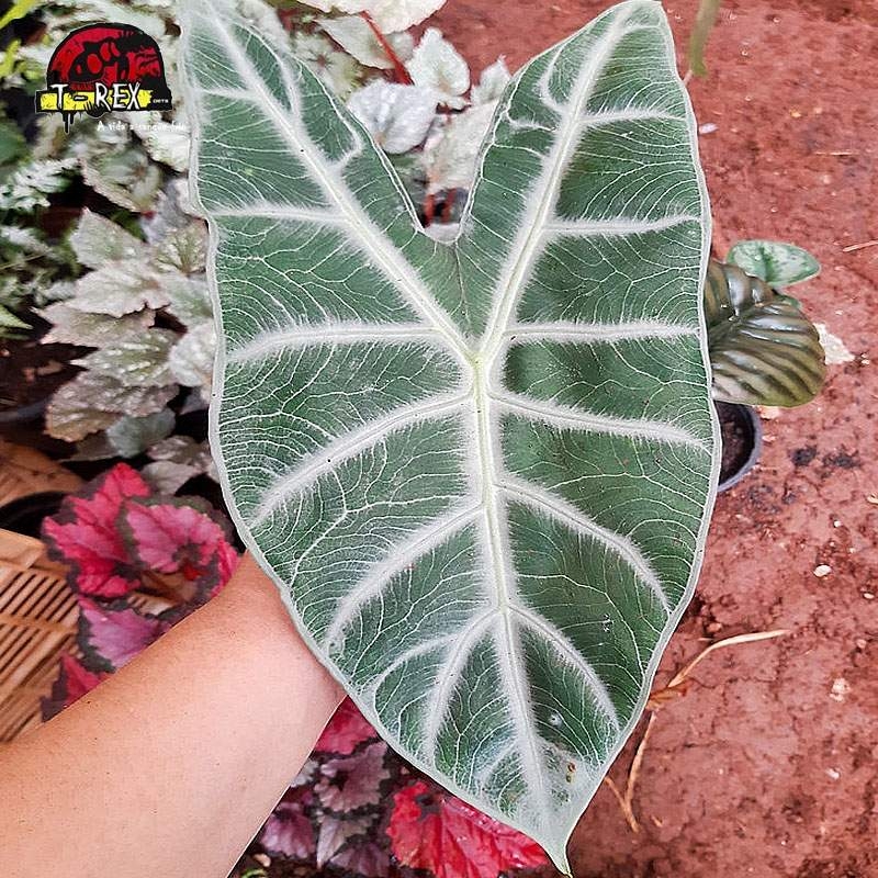 comprar muda de alocasia