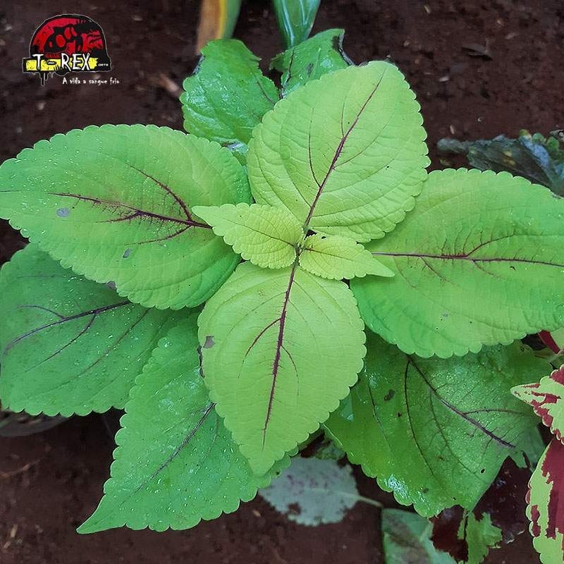 comprar muda de coleus