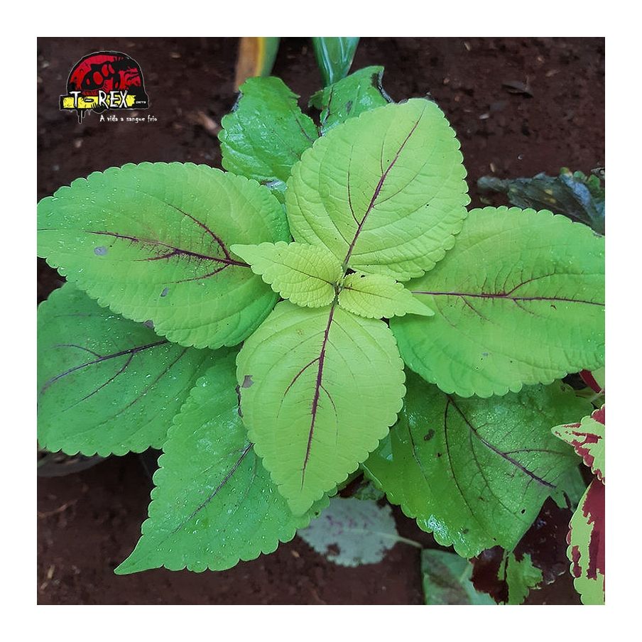 comprar muda de coleus