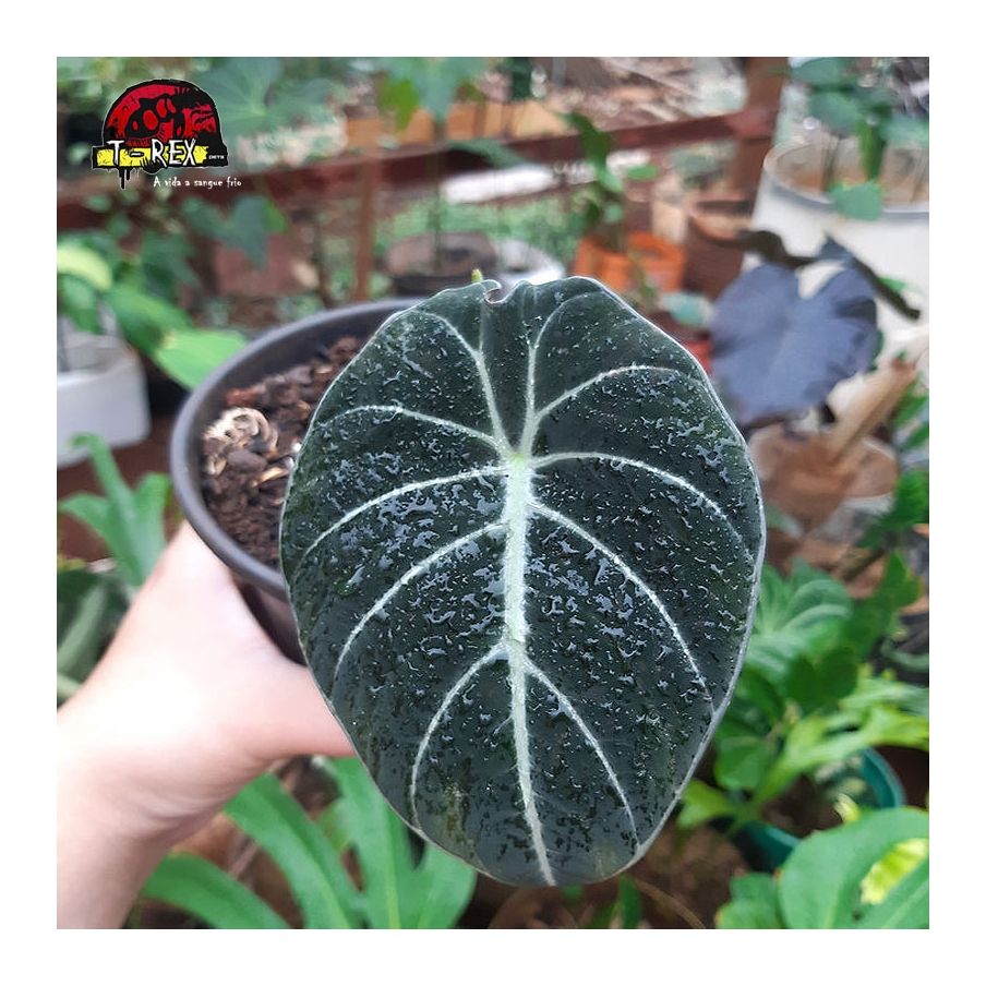 comprar muda de alocasia