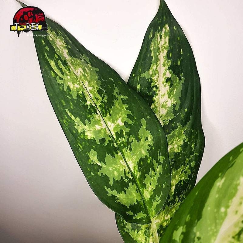 comprar muda de aglaonema