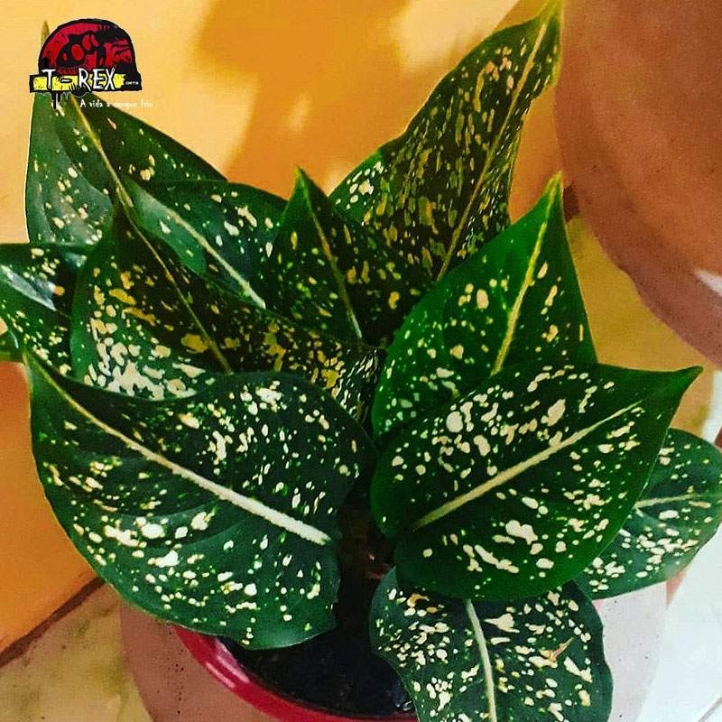 comprar muda de aglaonema pintada