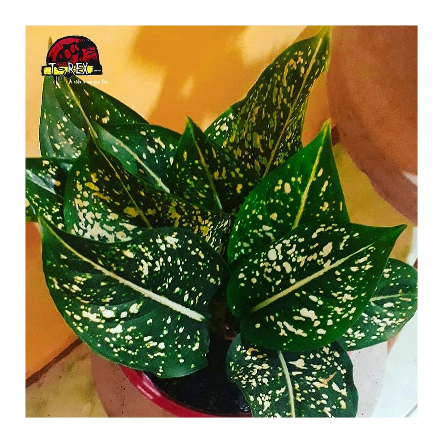 comprar muda de aglaonema pintada