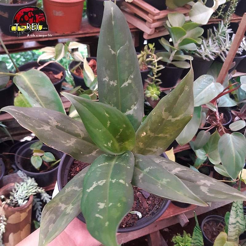 comprar muda de aglaonema schott