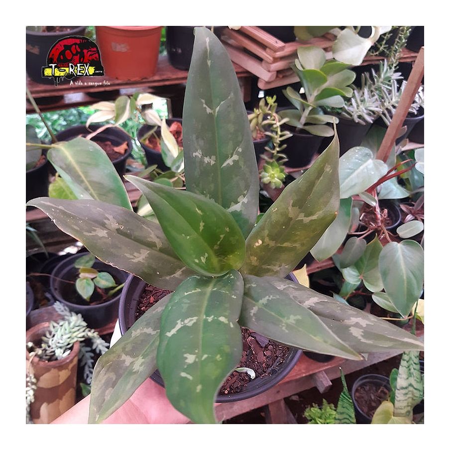 comprar muda de aglaonema schott