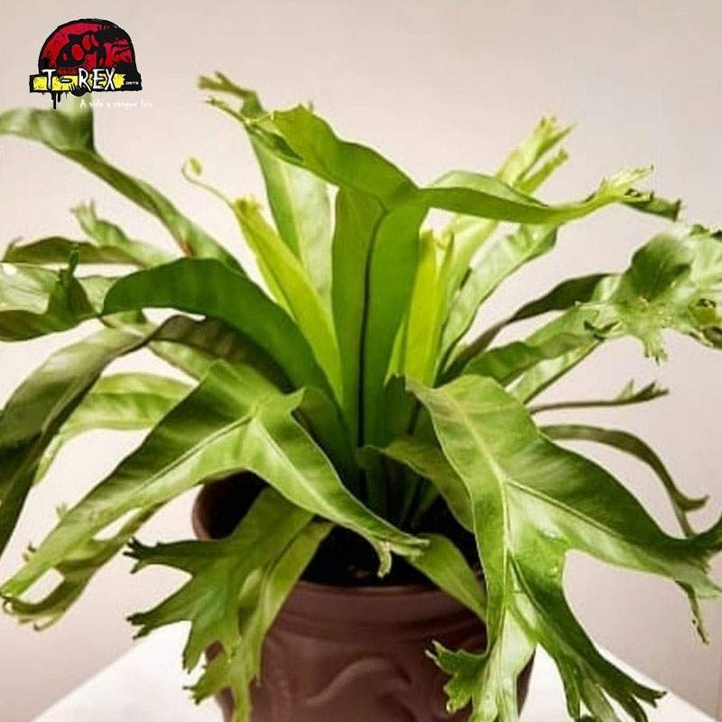 comprar planta asplenium crissie